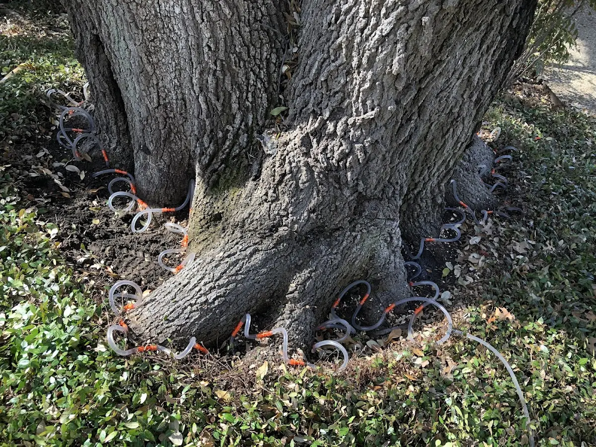 Detailed Tree Cabling and Bracing job site in Mad River