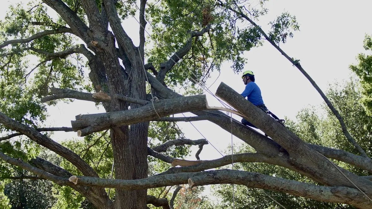 Professional Crown Thinning performed by certified arborists in Mad River